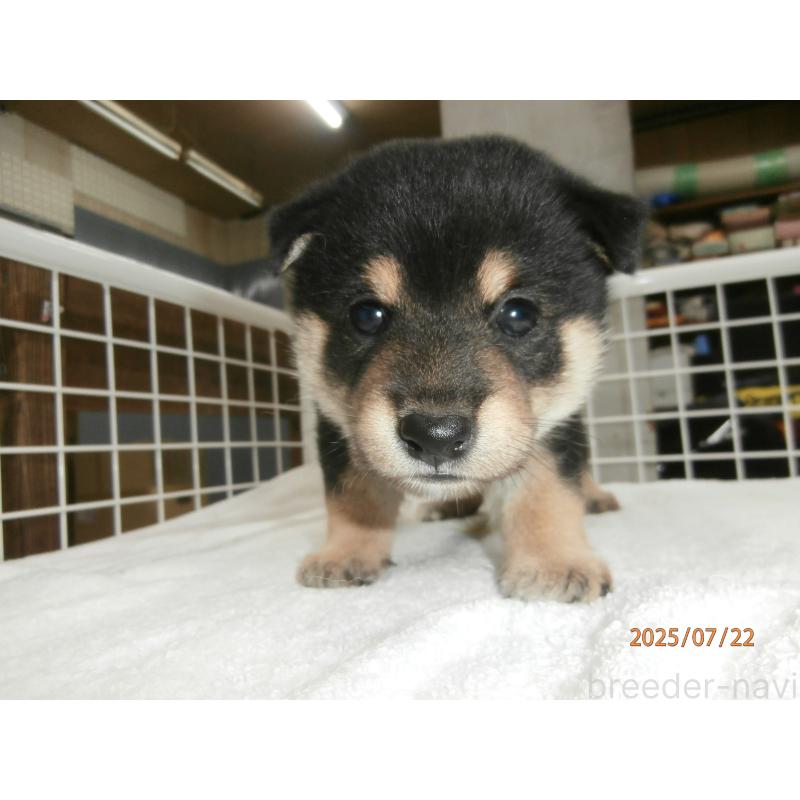 販売中の大阪府の柴犬-401418の4枚目